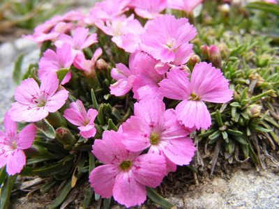 Dianthus microlepis, photographed by Annie Evankow