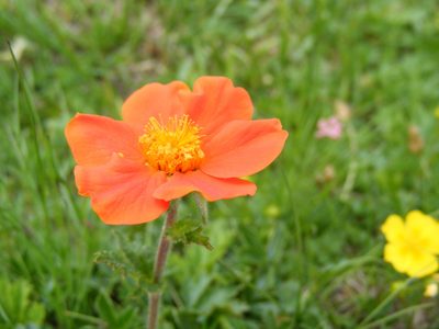 Geum coccineum, photographed by Annie Evankow
