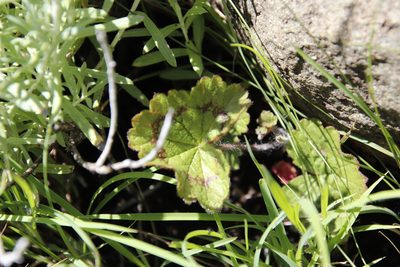 Pelargonium ranunculophyllum, photographed by Tony Rebelo