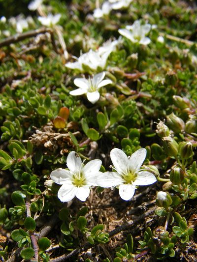 Arenaria biflora, photographed by Annie Evankow