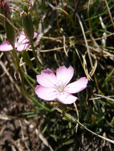 Dianthus microlepis, photographed by Annie Evankow