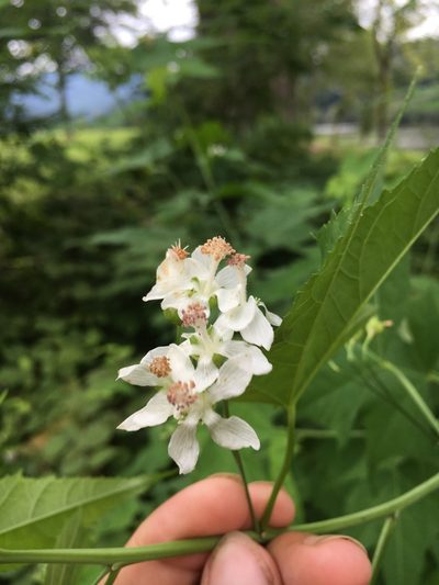 Ripariosida hermaphrodita, photographed by Matt Berger