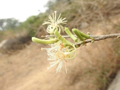 Alangium salviifolium, photographed by Hopeland