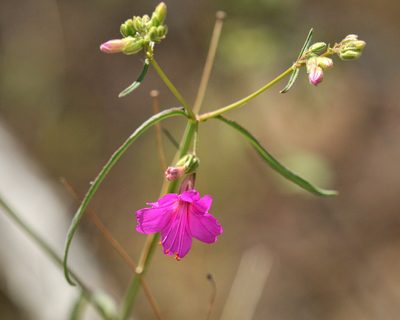 Mirabilis coccinea, photographed by Roger Rittmaster