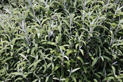Buddleja loricata, photographed by Tony Rebelo