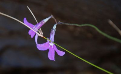 Lobelia preslii, photographed by Tony Rebelo