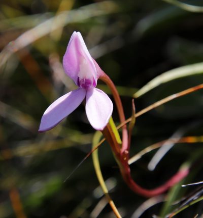 Brownleea macroceras, photographed by Tony Rebelo