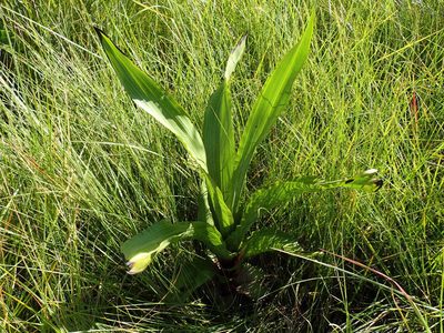 Hypoxis colchicifolia, photographed by Mahomed Desai