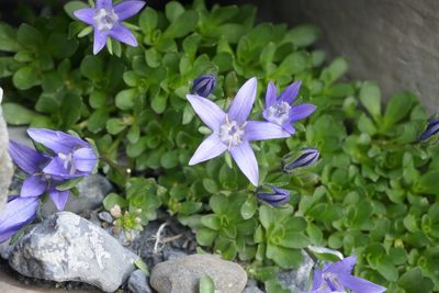 Campanula cenisia, photographed by Denis Bastianelli
