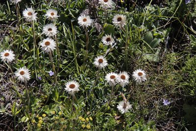 Helichrysum marginatum, photographed by Tony Rebelo