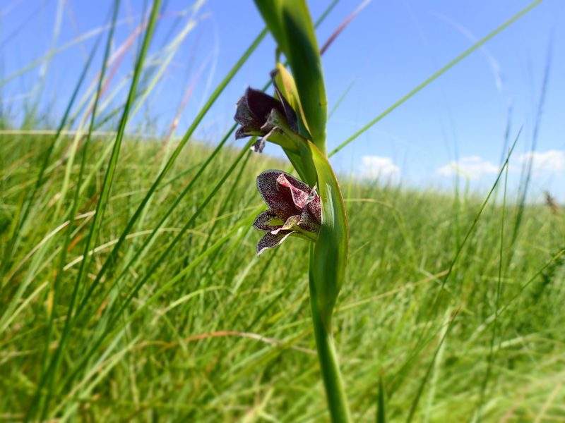Gladiolus ecklonii, photographed by Mahomed Desai