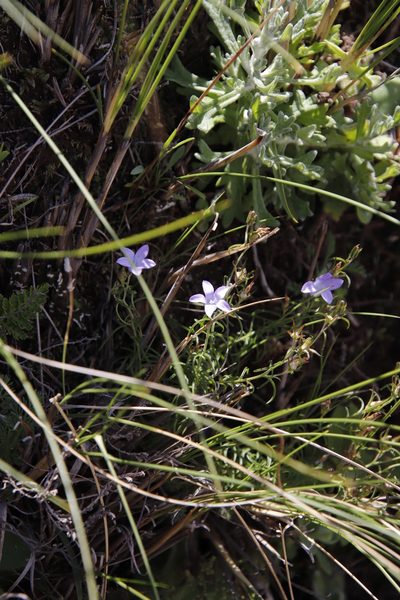Wahlenbergia doleritica, photographed by Tony Rebelo