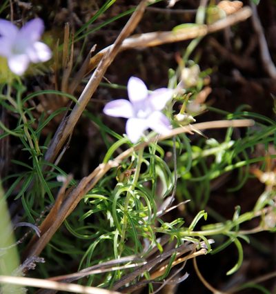 Wahlenbergia doleritica, photographed by Tony Rebelo