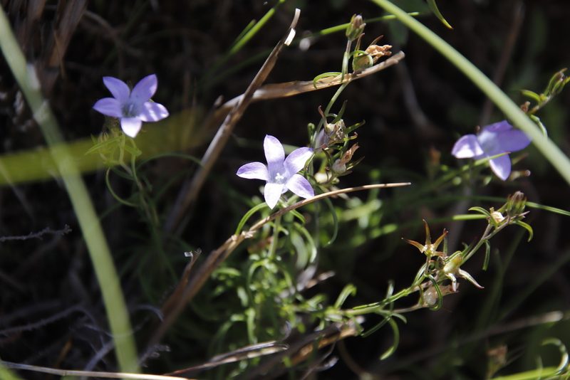 Wahlenbergia doleritica, photographed by Tony Rebelo