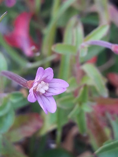 Epilobium collinum, photographed by Denis Bastianelli