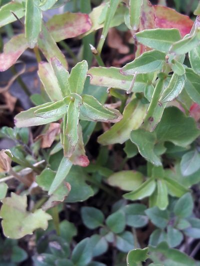 Epilobium collinum, photographed by Denis Bastianelli