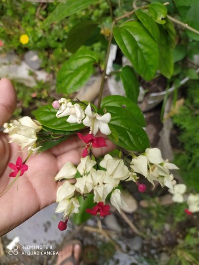 Clerodendrum thomsoniae, photographed by Denisse Acosta