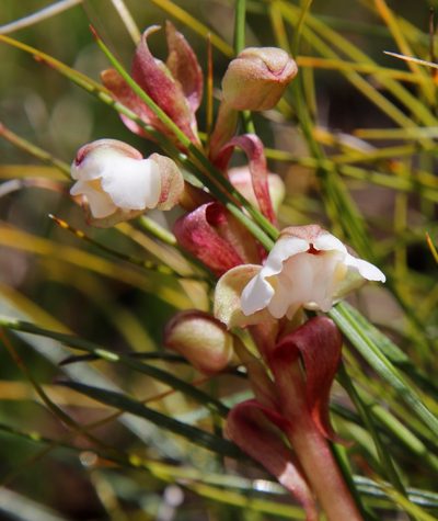 Pterygodium cooperi, photographed by Tony Rebelo
