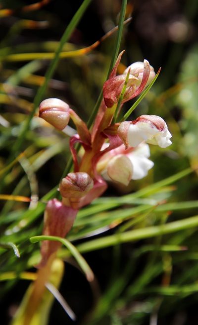 Pterygodium cooperi, photographed by Tony Rebelo