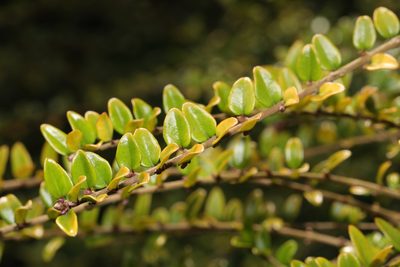 Lonicera ligustrina, photographed by Stephen James McWilliam
