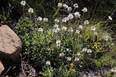 Helichrysum marginatum, photographed by Tony Rebelo