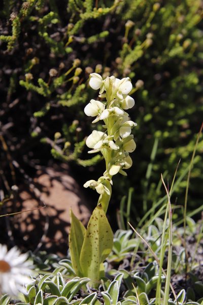 Pterygodium leucanthum, photographed by Tony Rebelo