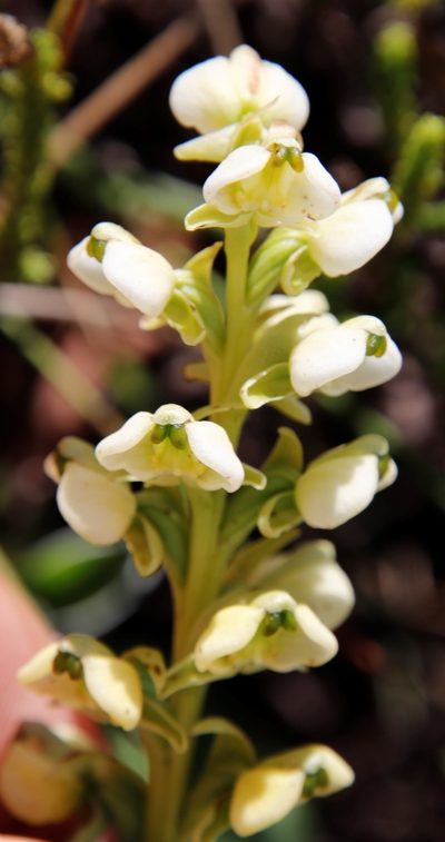 Pterygodium leucanthum, photographed by Tony Rebelo