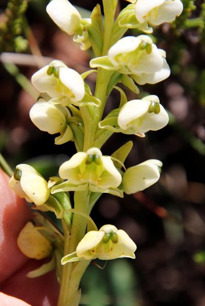 Pterygodium leucanthum, photographed by Tony Rebelo
