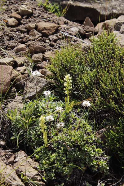 Pterygodium leucanthum, photographed by Tony Rebelo