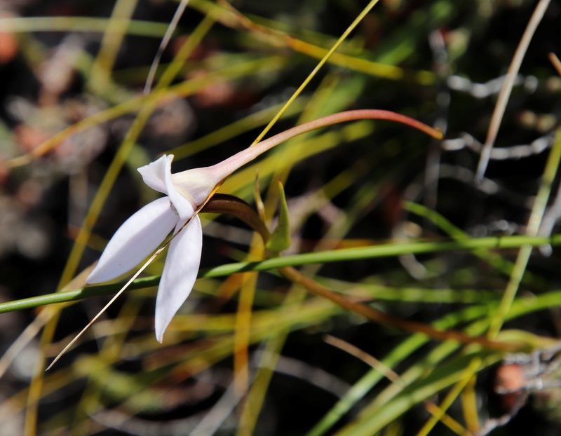 Brownleea macroceras, photographed by Tony Rebelo