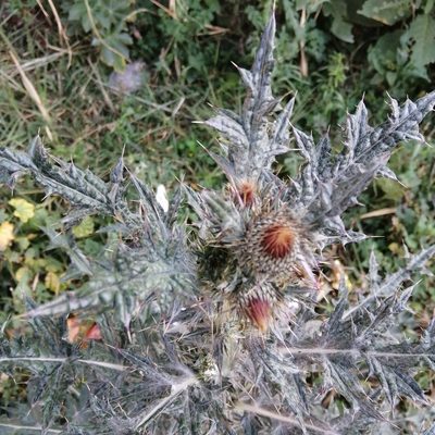 Cirsium ehrenbergii, photographed by Ulises Emmanuel Martínez Burgos