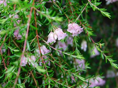 Erica leucantha, photographed by Klaus Wehrlin