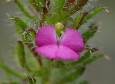 Muraltia ciliaris, photographed by Nicola van Berkel