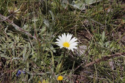 Roessleria armerioides, photographed by Tony Rebelo