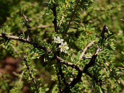 Lycium tenuispinosum, photographed by Guillermo Debandi