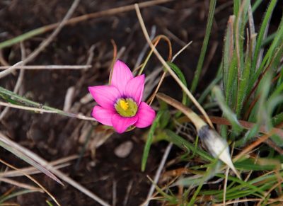 Romulea camerooniana, photographed by Tony Rebelo