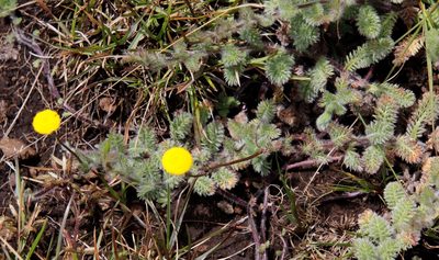 Cotula socialis, photographed by Tony Rebelo