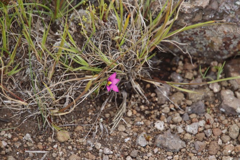 Romulea camerooniana, photographed by Tony Rebelo