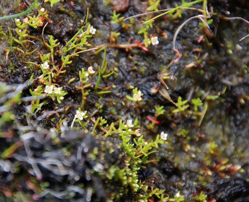 Crassula gemmifera, photographed by Tony Rebelo