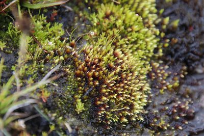 Imbribryum alpinum, photographed by Tony Rebelo