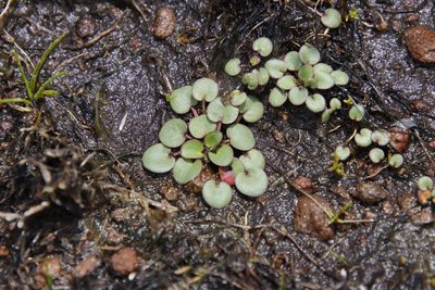 Limosella vesiculosa, photographed by Tony Rebelo