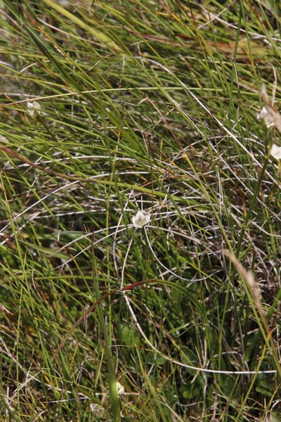 Alepidea pusilla, photographed by Tony Rebelo