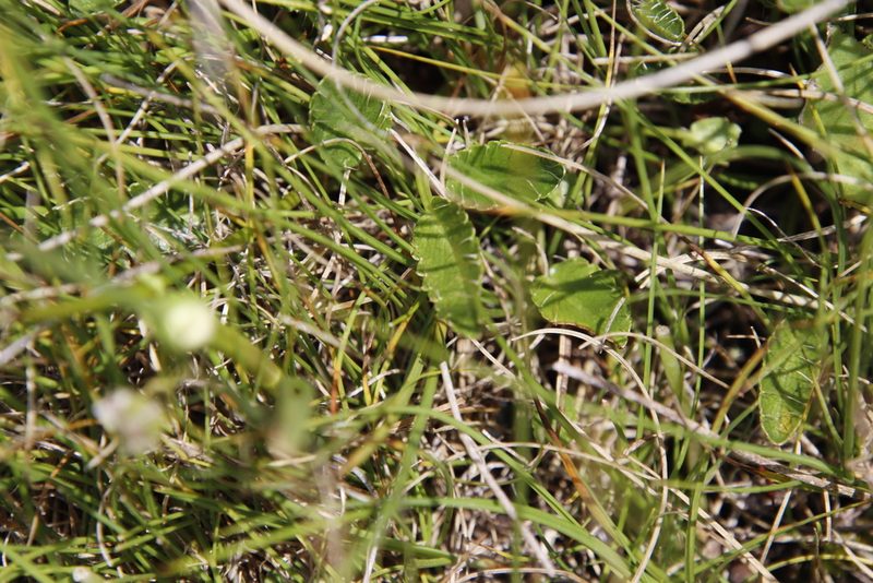 Alepidea pusilla, photographed by Tony Rebelo