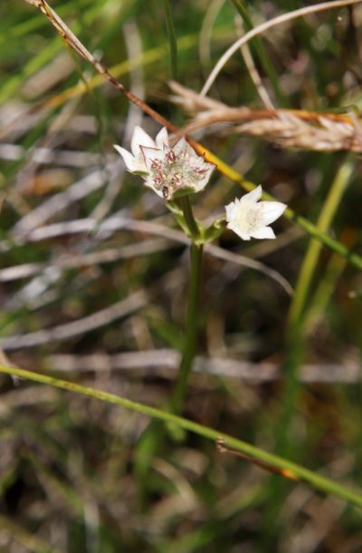 Alepidea pusilla, photographed by Tony Rebelo