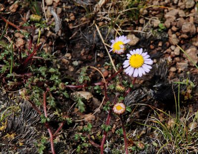 Afroaster erucifolius, photographed by Tony Rebelo