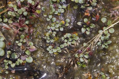 Limosella vesiculosa, photographed by Tony Rebelo