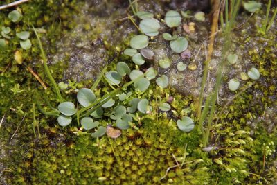 Limosella vesiculosa, photographed by Tony Rebelo
