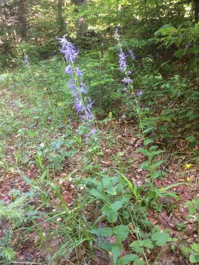 Campanula pichleri, photographed by Mirko Ubović