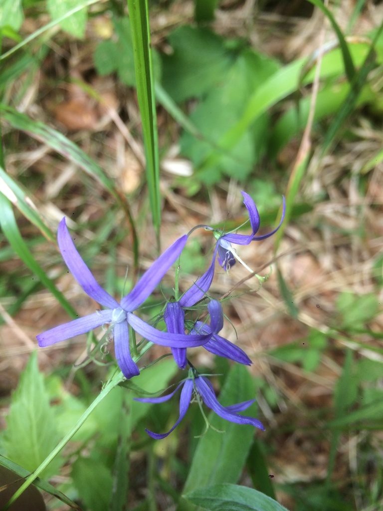 Campanula pichleri, photographed by Mirko Ubović