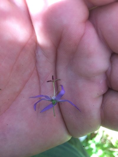 Campanula pichleri, photographed by Mirko Ubović